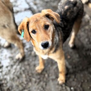 BELLISSIMA (♀) - reserviert Vierbeiner in Not (SAS 05.04.)