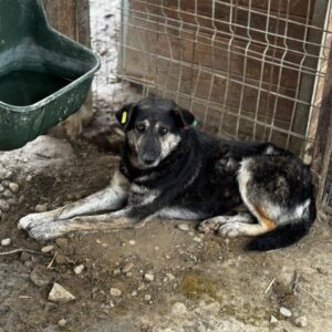 ELISCHA (♀) - NOTFALL - Mobbingopfer - hat schweren Stand im Kennel - übersäht von Bisswunden - sollte zeitnah reisen!
