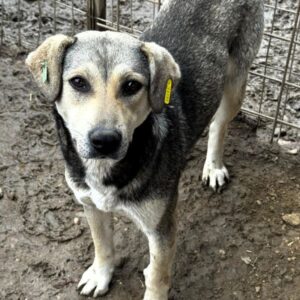 BENAZIR(♀) - wird schüchtern - sollte zeitnah reisen!