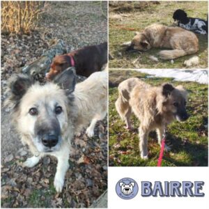 BAIRRE - Gnadenplatzhund seit dem 02.12.2025