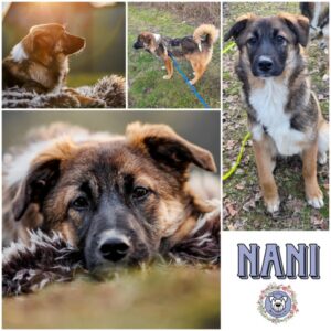 NANI (♀) in 38640 Goslar