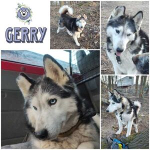 GERRY (♂) in 99636 Ostramondra