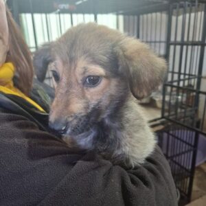 CHICCA (♀) - reserviert Tierhilfe Lebenswert DR 21.03.26