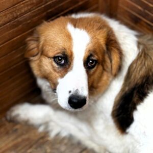 SUSE (♀) - bereits unsicher - sollte zeitnah reisen!