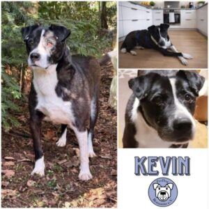 KEVIN - Gnadenplatzhund seit dem 03.01.2026