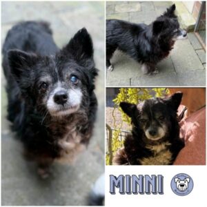 MINNI - Gnadenplatzhund seit dem 28.03.2026