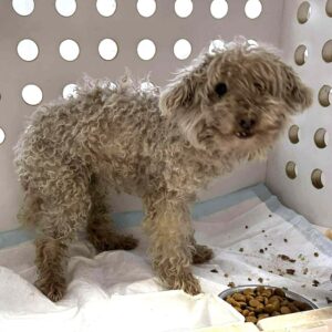 DAHLIA (♀) - sehr dünn (03/26) - reserviert TST (SAS 14.03.)