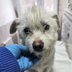 JOSEFINE (♀) - reserviert- reist auf PDR PS im Bereich 56 (20/03/NU)