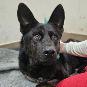 MYLO (♂) - Dreibein