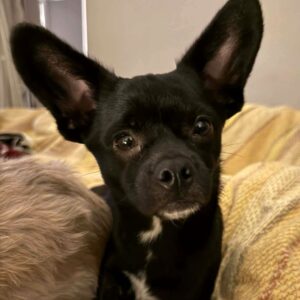 AMIGO (♂) - auf PS im PLZ Bereich 21 (NU)