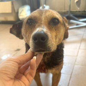 LEENY (♀) - Notfall - Beissopfer (03/26)