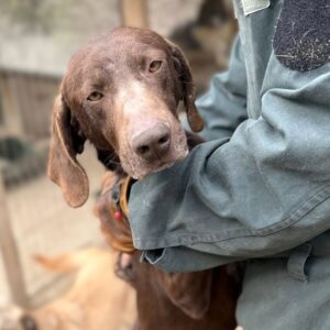 SCHNUPPER (♂) - zu dünn (04/26)