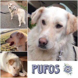 PUFOS (♂) in 44229 Dortmund