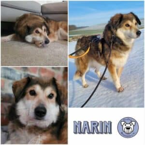 NARIN - Gnadenplatzhund seit dem 14.02.2026