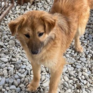 ELLISA (♀) - reserviert THL (23.03.)