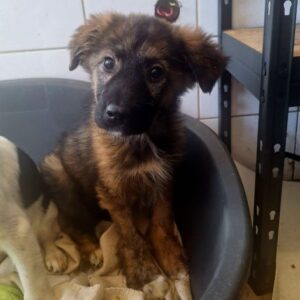 ESMERALDA (♀) - wird schüchtern, sollte zeitnah ausreisen - reserviert Tierhilfe Lebenswert DR 20.03.26