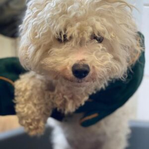 EVERESTE (♀) - reserviert THL (24.03.)