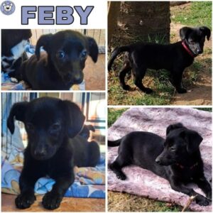 FEBY (♀) in 56249 Herschbach