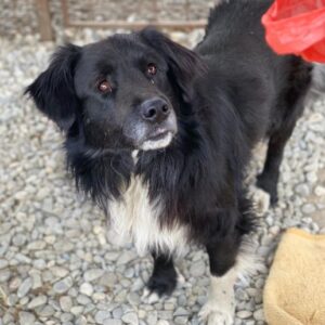 FLINO (♂) - belastet rechtes Hinterbein nicht