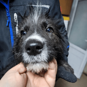 YLVIE (♀) - reist auf PDR-PS mit PLZ 55 (SD 15.3.26)