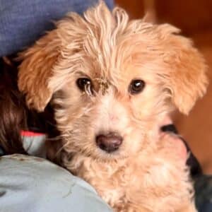 FIBI (♀) - auf PS im PLZ Bereich 55 (SD)