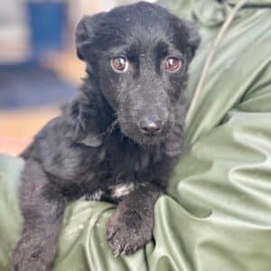 LISABEL (♀) - reist auf PDR PS im PLZ Bezirk 55 (SD 05.03.26)