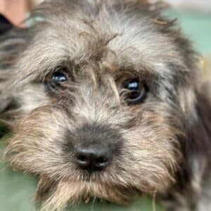 LIVI (♀) - reist auf PDR PS im PLZ Bezirk 55 (SD 05.03.26)