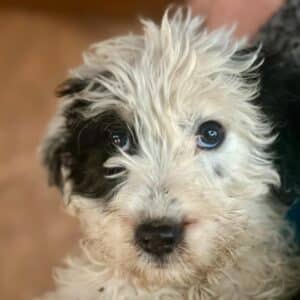 MISS ELLY (♀) - vermittelt MH