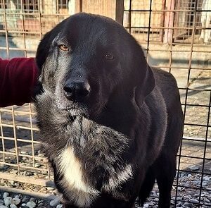 HADES (♂) - reserviert für THL (11.03.)