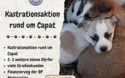 Erfolgreiche Kastrationsaktion in Căpăt