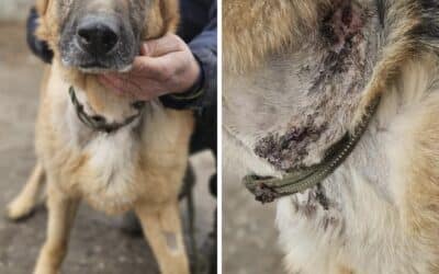 Happy End für Dave dank des Tierheims Filderstadt ❤️