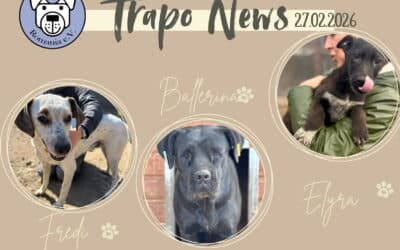 🚌🌟 Transport am 27.02. – 96 Hunde durften reisen 🌟🚌