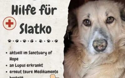 Helft Slatko – 1.000 € für sein Leben! 🐾