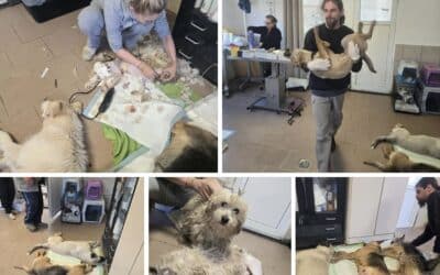 🐾 61 Kastrationen im Shelter Băile Herculane – ein wichtiger Schritt! ✂️🐶🐱