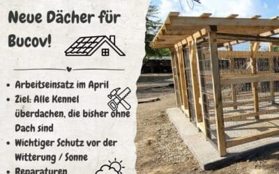 Baueinsatz April im Shelter Bucov – wir brauchen euch! 🐾🔨