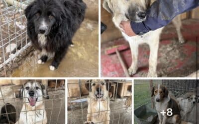 Erster Einsatztag in Baile Herculane – und ich bin ehrlich: er steckt mir in den Knochen. 💛🐾