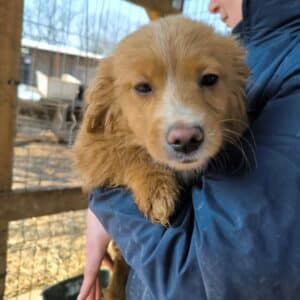 SIDONA (♀) - auf PS im PLZ Bereich 55 (SD)