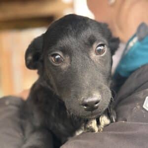 JIM (♂) - reserviert TH Lingen PM 13.03.