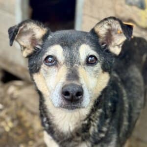 GRAY (♀) - Notfall - zu dünn/beginnende Hautprobleme/schwache Hinterhand