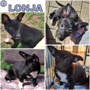 LONJA (♀) in 56249 Herschbach