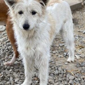 LUMI (♀) - reserviert THL (23.03.)