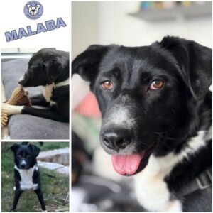 MALABA (♀) in 73230 Kirchheim unter Teck