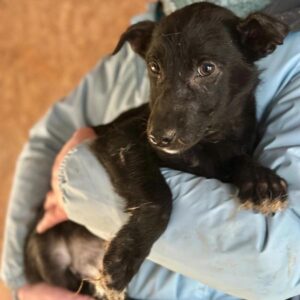 MICHEL (♂) - reserviert Tierhilfe Lebenswert DR 18.04.26