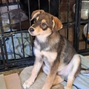 NICLAS (♂) - reserviert für Tierhilfe Lebenswert (20.3. AM)