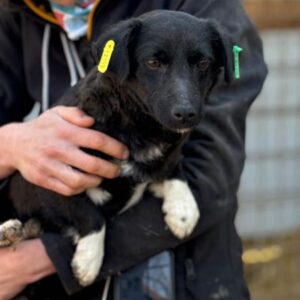 NYX (♀) - reist auf PDR PS im PLZ Bezirk 33 (NU 30.03.)