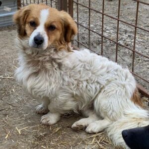 BOUNTY (♂) - reist auf PDR PS im PLZ Bereich 53 (JW 31/03)