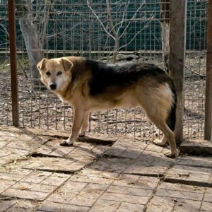 ODIN (♂) - eingetrübte Augen