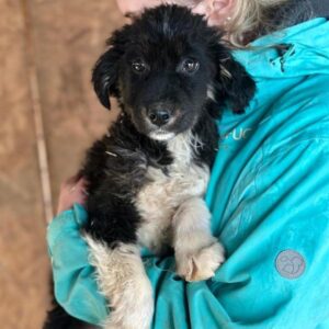 RUMBA (♀) - auf PS im PLZ Bereich 55 (SD)