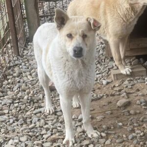 SANNY (♀) - reserviert Tierhilfe Lebenswert DR 13.04.26