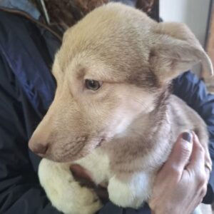 SAVIO (♂) - wird schüchtern, sollte dringend ausreisen